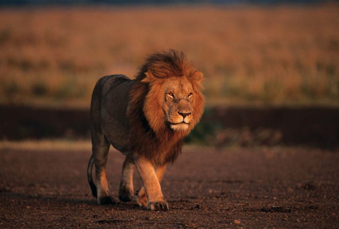 lion52