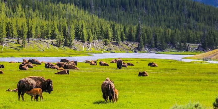 yellowstone-national-park-bison-herd-madison-river-valley-yellowstone-facts-via-magazine-shutterstock_666046720