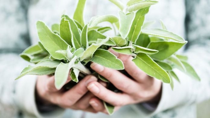 salvia