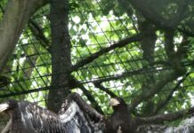 Veľký úspech v ZOO Košice. Po prvýkrát na Slovensku odchovali dvoch orliakov bielokrídlych