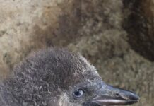 Tri nové mláďatá tučniakov jednopásych v ZOO Košice