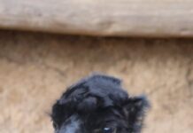 ZOO Košice sa teší z nového mláďaťa lamy alpaky