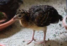 ZOO Košice dosiahla úspech v odchove hoka prilbatého