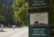 Výskyt medveďa hnedého pri Nižnom Klátove a Krpeľanoch: Opatrenia a odporúčania