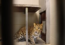 Košická ZOO má nového obyvateľa. Z Maďarska doviezli vzácneho leoparda čínskeho