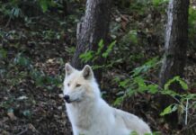 Po troch rokoch obnovili chov vlkov. Košická ZOO získala z Belgicka dve samice vlka arktického